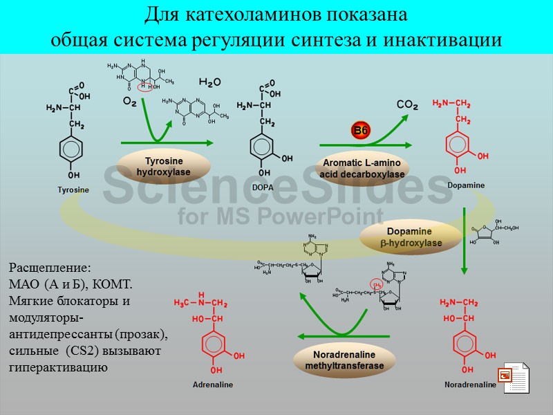 Для катехоламинов показана  общая система регуляции синтеза и инактивации Расщепление:  МАО (А